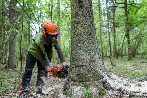 Entre insectes et bûcherons, double danger pour la grande forêt de Bialowieza