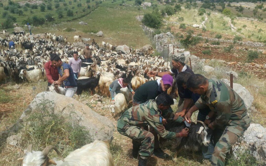 حملة لتطعيم الماشية في جنوب لبنان