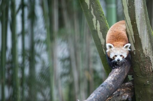 Pandas roux, loutres et cervidés en « colocation » au zoo de Mulhouse