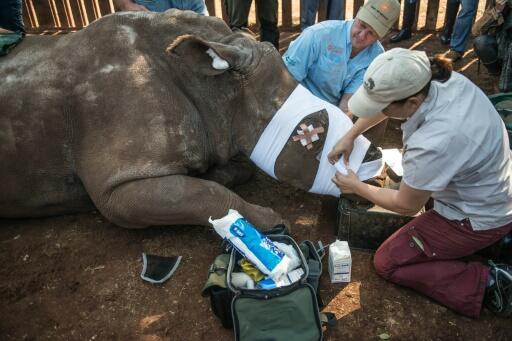 Au chevet de Hope, le rhinocéros à la gueule cassée