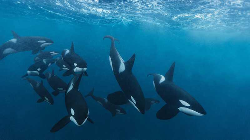 Reconstruyen la historia evolutiva y demográfica de las orcas