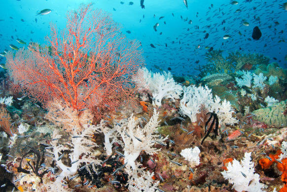 Engineering a Coral… to survive climate change