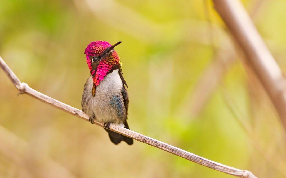 Did you know the worlds smallest bird is the ‘bee hummingbird’ found in Cuba