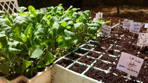 First-seed-library-sprouts-in-Palestine