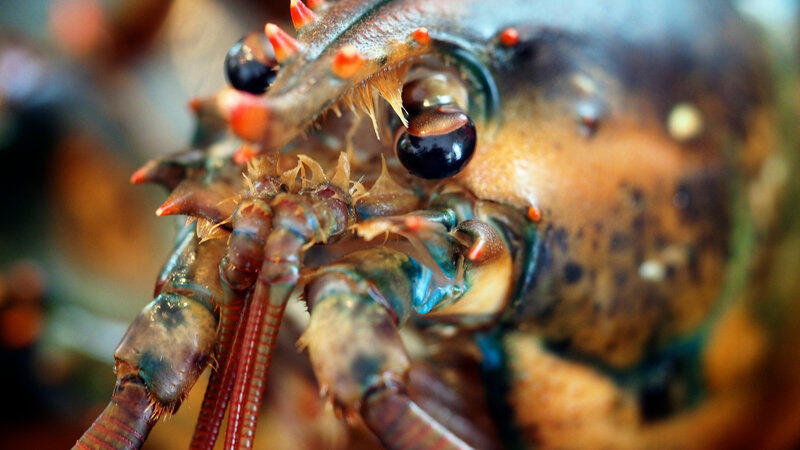 American lobster ‘not invasive’, US tells Sweden