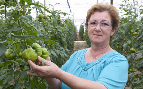 Spain: Dumas tomato finding its place in Almeria’s greenhouses