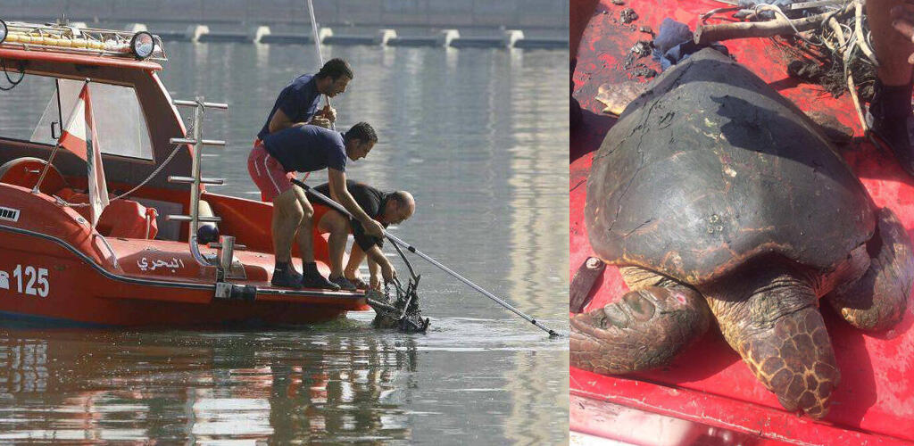 L’organisation internationale GreenArea a suivi le sauvetage d’une tortue marine à Saida