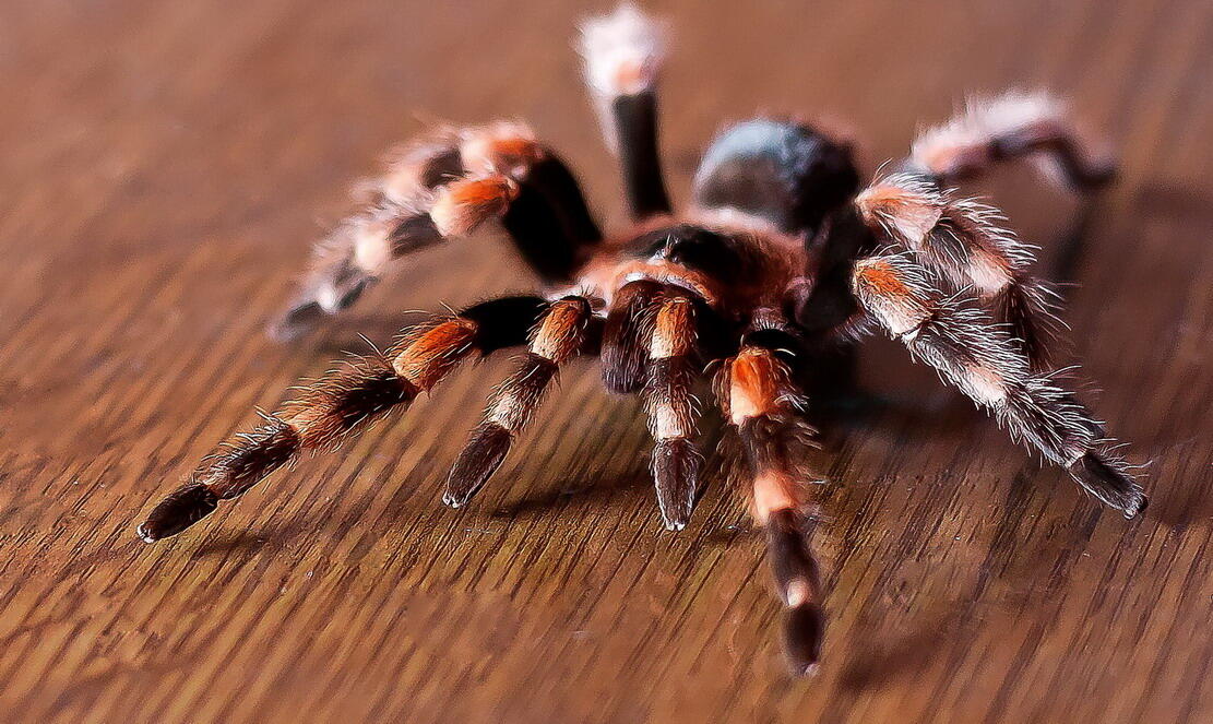 Tarantula spider