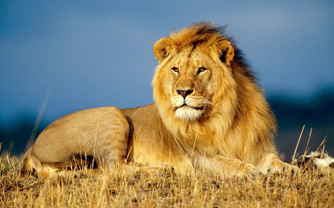 Saving lions: Africa agrees on ways forward