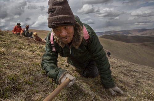 A Tibetan nomad crawls while harvesting cordycep fungus near Sershul on the Tibetan PlateauKevin Frayer/Getty Images