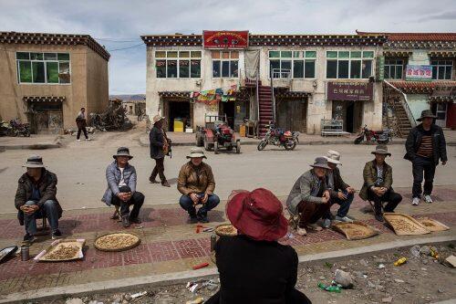A Tibetan nomad counts money after selling his cordycep fungus at a market in YushuKevin Frayer/Getty Images
