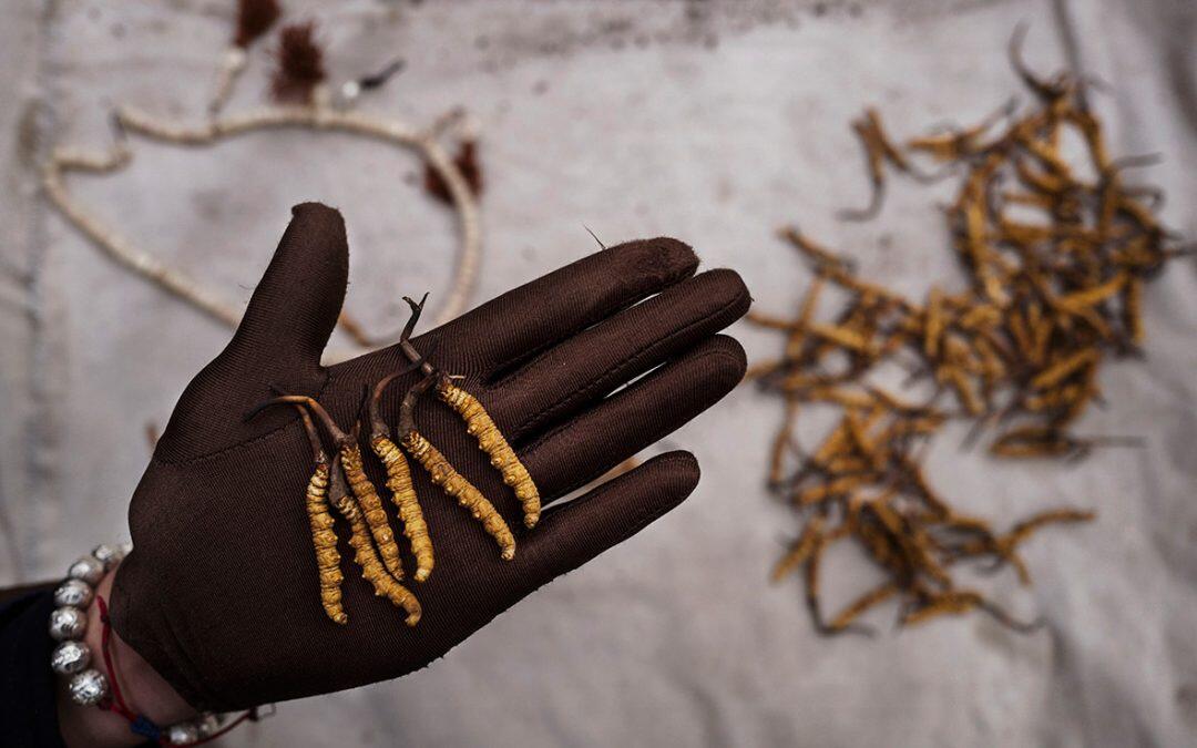 Beautiful photos of Tibetan nomads’ search for a prized fungus used in Chinese medicine