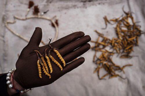 A Tibetan woman displays high quality cordycep fungus at a market in Yushu on the Tibetan PlateauKevin Frayer/Getty Images