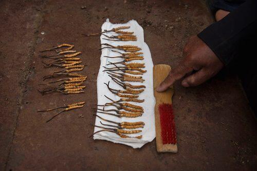 A Tibetan nomad lays out his cleaned cordycep fungus for sale at a market in SershulKevin Frayer/Getty Images