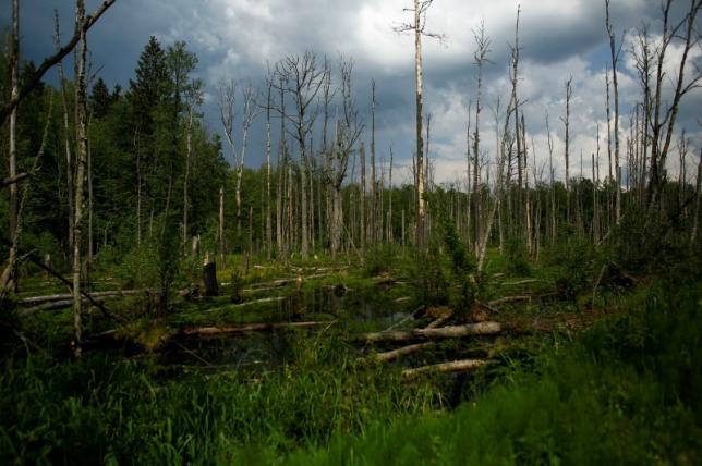 Under attack from beetles, ancient Polish forest faces chop