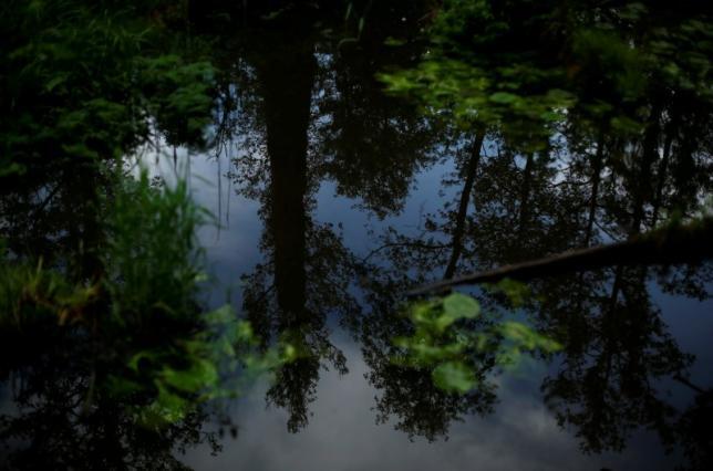 Brussels steps up effort to halt Poland’s logging plan in primeval forest