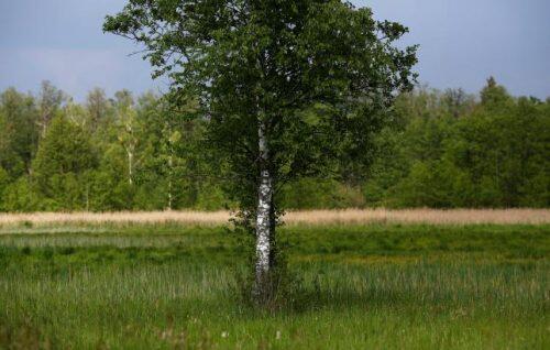 A tree stands in Bialowieza forest, the last primeval forest in Europe, near Bialowieza village, Poland May 28, 2016. REUTERS/Kacper Pempel