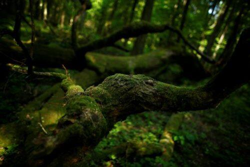 A bough covered with moss is seen in a protected area of Bialowieza forest, the last primeval forest in Europe, near Bialowieza village, Poland May 30, 2016. REUTERS/Kacper Pempel