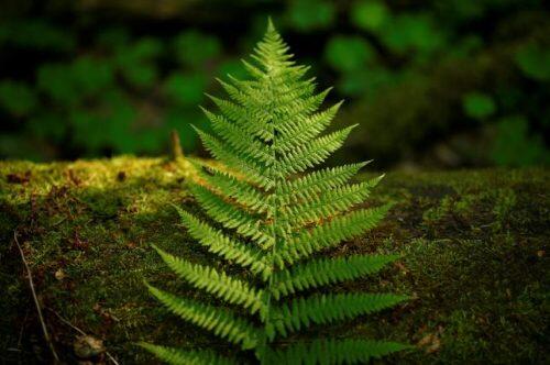 A fern leaf lies on a bough in a protected area of Bialowieza forest, the last primeval forest in Europe, near Bialowieza village, Poland May 30, 2016. REUTERS/Kacper Pempel