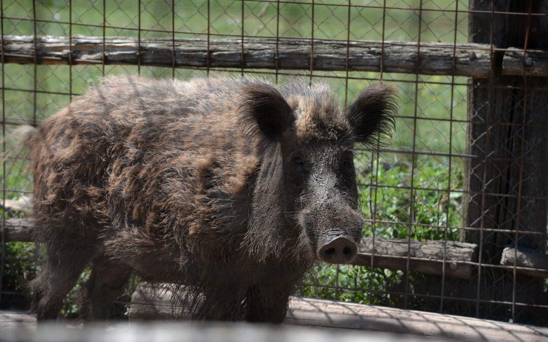 Exotic animals from Italy’s underworld find safe haven