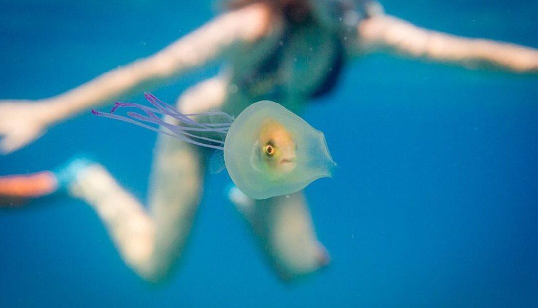 Fish Spotted Stuck Inside Jellyfish