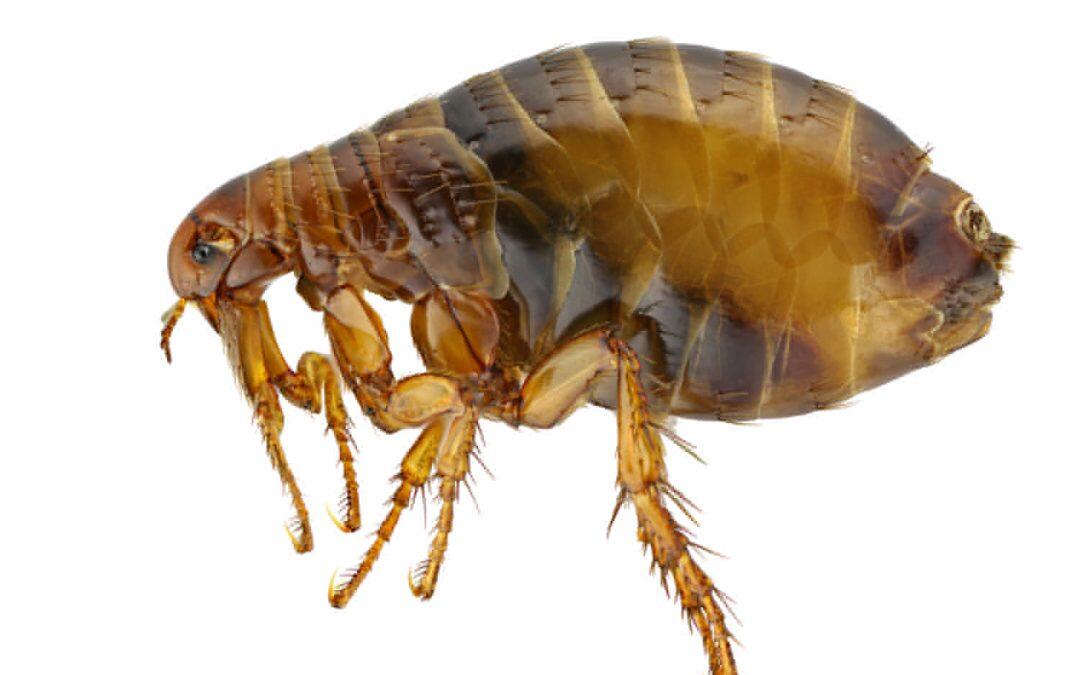 Did you know a flea can jump 350 times its body length