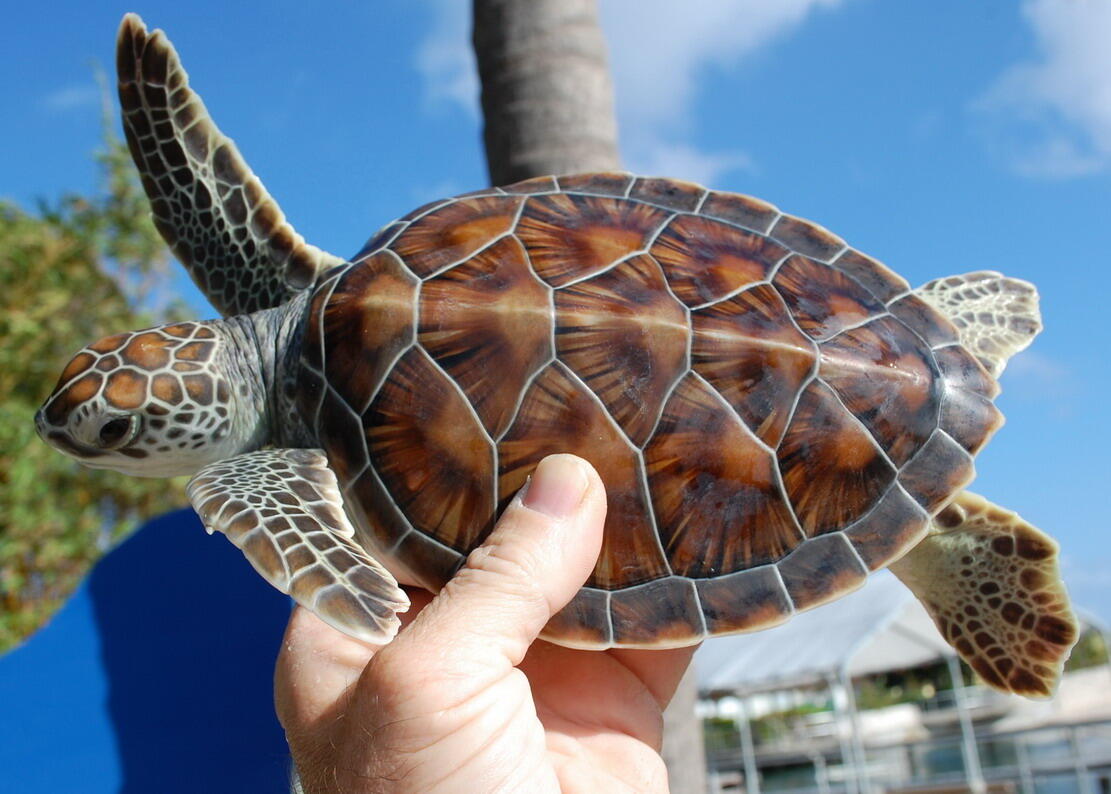 green-sea-turtle1