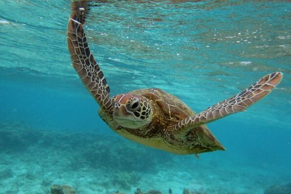 Satellite tags aim to shed light on endangered hawksbill sea turtle migration