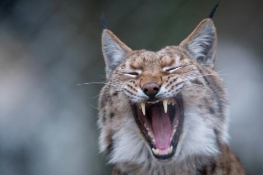 Deux jeunes lynx relâchés dans le massif du Jura