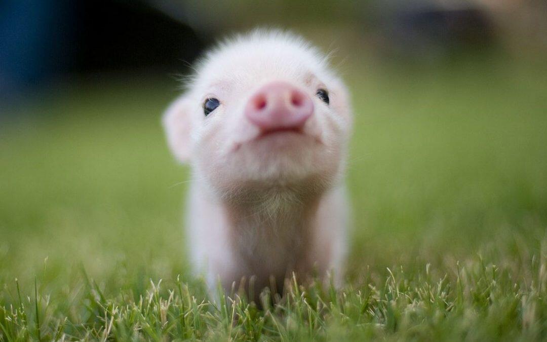 Did you know it’s physically impossible for pigs to look up at the sky