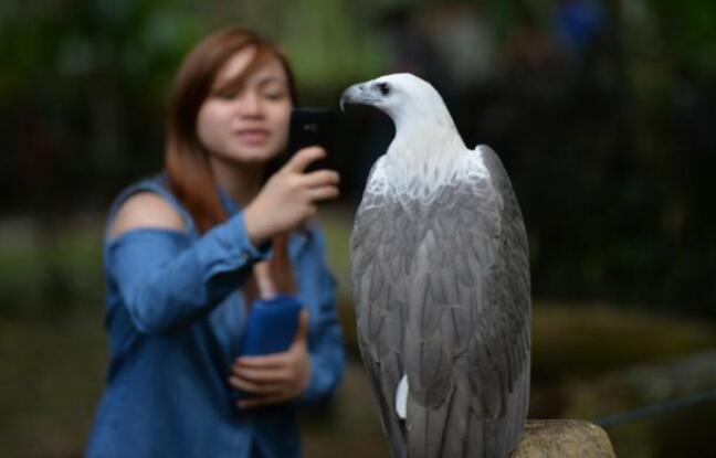 Philippines: un minuscule sanctuaire offre une lueur d’espoir aux aigles