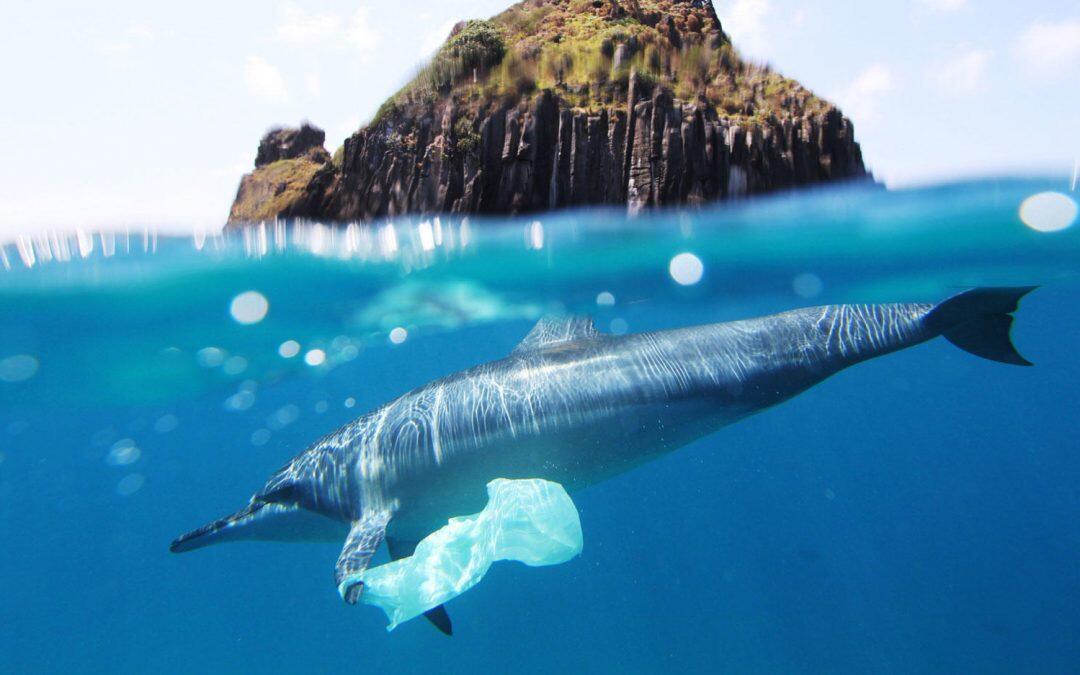 Study reveals harm to fish from tiny bit of plastic pollution