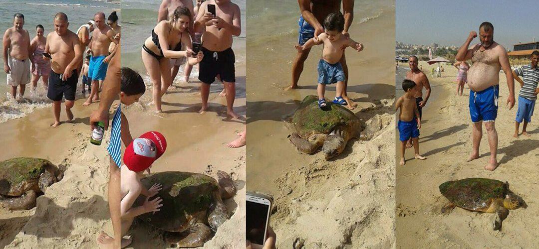 Une tortue victime du selfie au Liban et l’organisation GreenArea internationale essaye de la sauver 