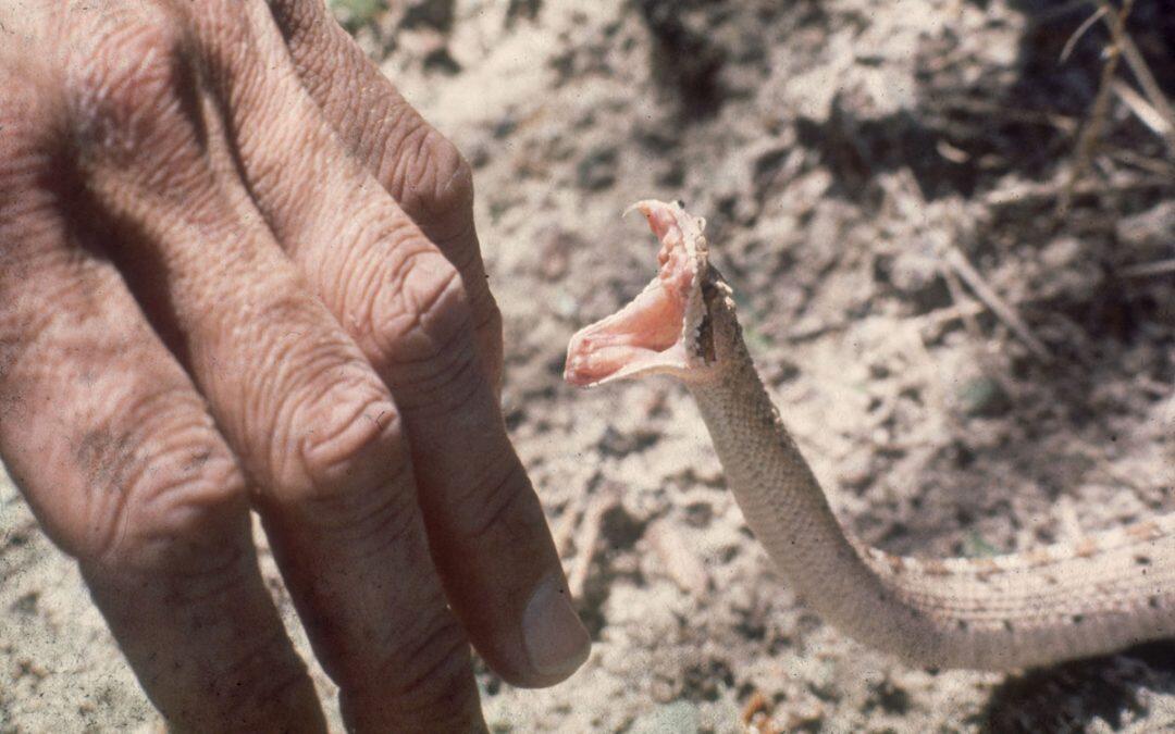 Morsures de serpents : peu d’espoir de traitement pour les plus vulnérables