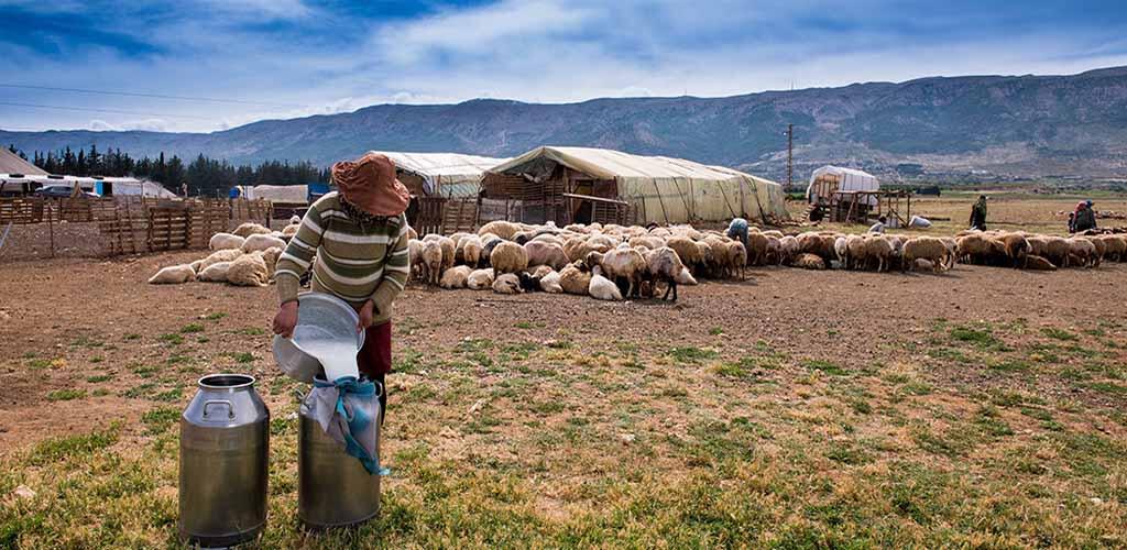 تعزيز الرعي ومكافحة التصحر أولوية أممية ضمن أجندة العام 2030 للتنمية المستدامة