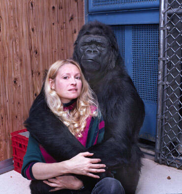 The talking gorilla..KOKO