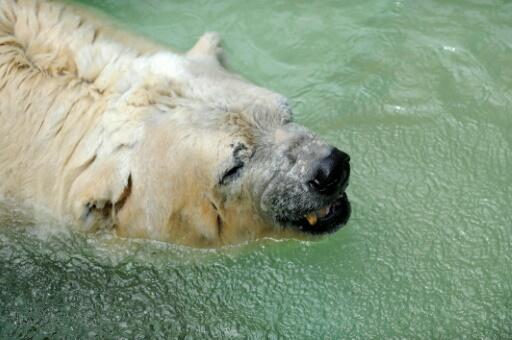 Argentine: décès d’Arturo, dernier ours polaire en captivité