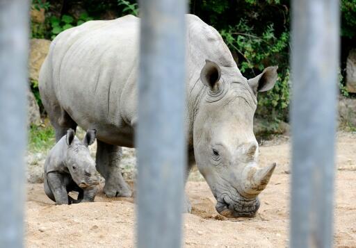 Zoo d’Amnéville: naissance rarissime d’un rhinocéros blanc