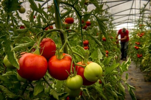 Le goût de la tomate, ça s’en va et ça revient