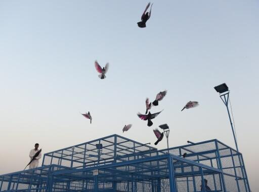 Les pigeons du Pakistan, champions d’endurance qui déchaînent les passions