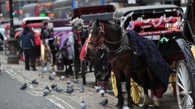 « Congé canicule » pour les chevaux de calèche viennois