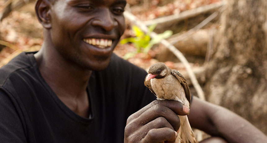 Honey-guides cooperate with humans