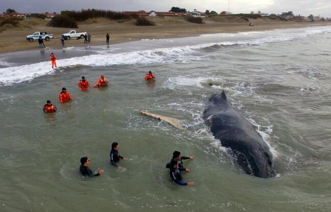 Argentine: la baleine échouée, puis secourue, retrouvée morte