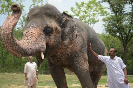 Pakistan’s lonely elephant suffering ‘mental illness’