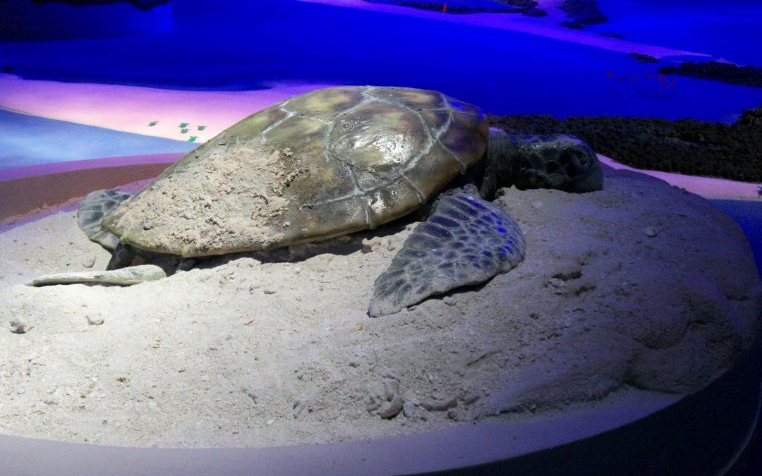 UAE’s “Bu Tinah” Turtle Haven makes it to UN’s top 10 list