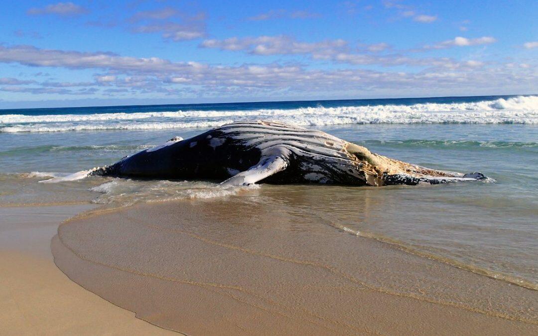 Shark warning as 12-metre whale washes up on Western Australian beach