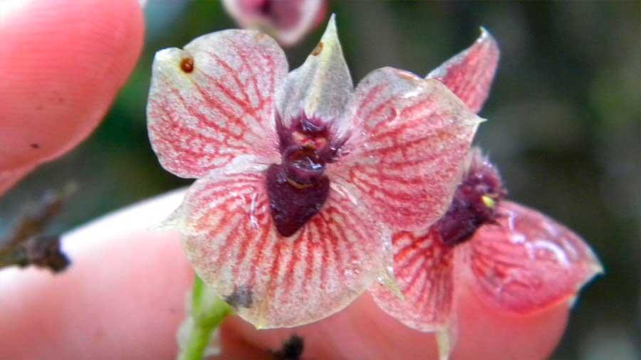 The demonic orchid in Colombia