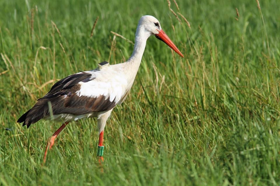 Paul the Stork… R.I.P.