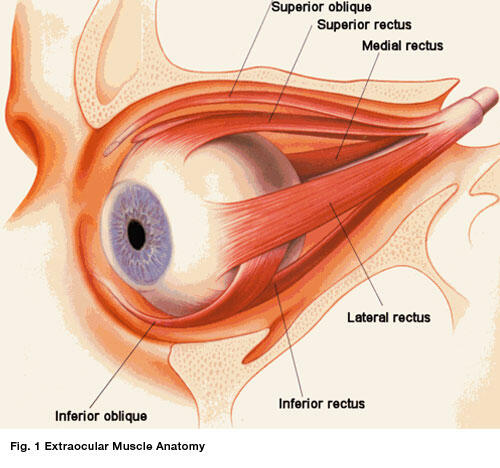 Did you know your most active muscles are in your eye