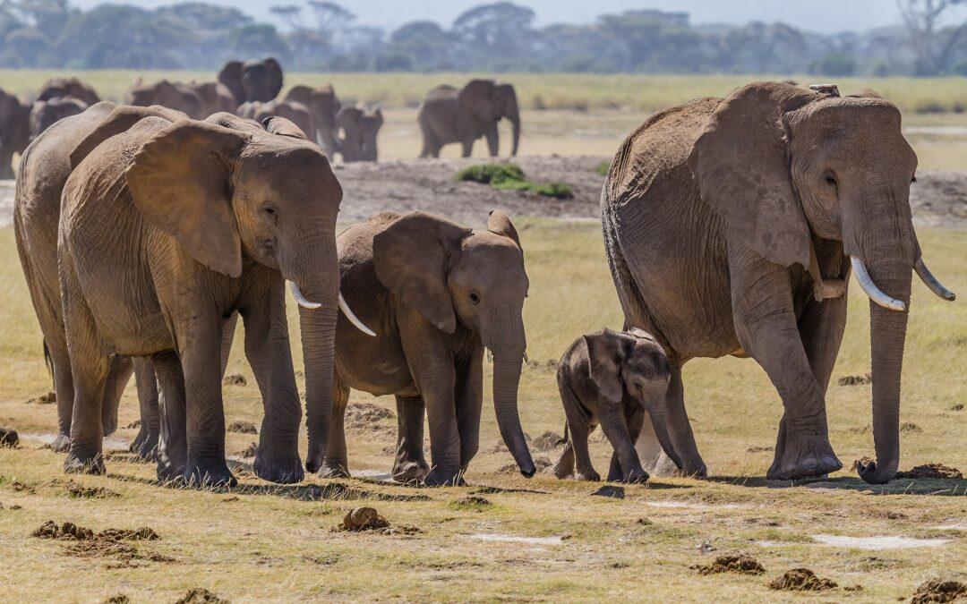 The struggle for African elephant conservation